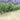 アイアンミニフェンス１０枚組　リーフタイプ　フェンス　ゲート　扉　アイアン　ガーデンフェンス　ガーデニング　枠　柵　仕切り　目隠し　境目　クラシカル　アンティーク　トレリス　ベランダ　ガーデニング　つる　園芸　花壇　ラティス