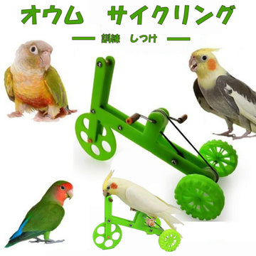 三輪車 小鳥 インコ オウム 自転車 しつけ 訓練 学習 遊び ストレス解消 運動