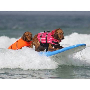 犬用ライフジャケット ライフベスト 小型犬 中型犬 犬用浮き輪 マジックテープ  浮き輪 海や川の水遊びに  事故防止 プール リハビリ 救命胴衣