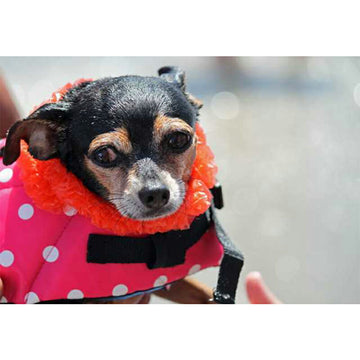 犬用ライフジャケット ライフベスト 大型犬 超大型犬 犬用浮き輪 マジックテープ ライフジャケット 浮き輪 海や川の水遊びに  事故防止 プール リハビリ 救命胴衣