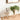 Ｕｍｂｒａ（アンブラ）　トリッグ　デスクオ－ガナイザー２ｓｅｔ　収納　小物入れ　プランター　鉢植え　インテリア　アンブラ　ｕｍｂｒａ　トリッグ　デスクオーガナイザー　セット　グリーンベース　ブラス／ホワイト　ガーデニング　観葉植物　シンプル　ステーショナ